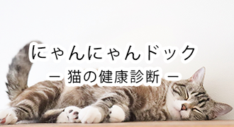 猫の健康診断　にゃんにゃんドック